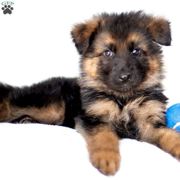 Buddy, German Shepherd Puppy